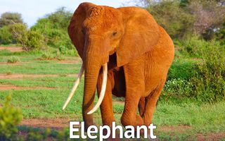 Animal sounds for kids DELUXE - Screenshot 3