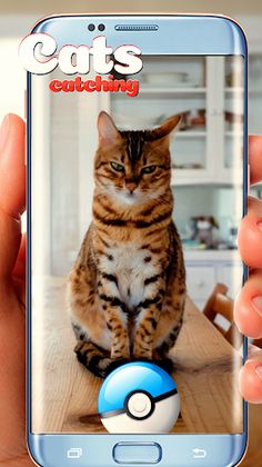 Collect all cats! - Screenshot 3