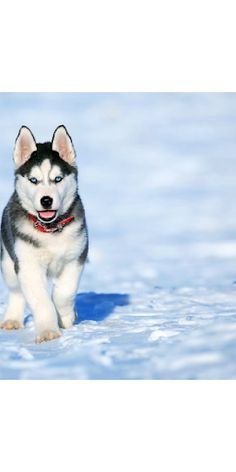 Husky Memory Game - Screenshot 1