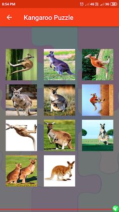 Kangaroo Puzzle - Screenshot 4