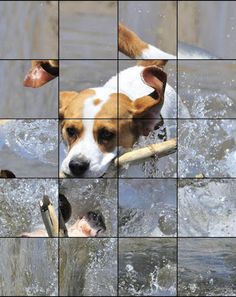 Quebra-Cabeça de Animais - Screenshot 3