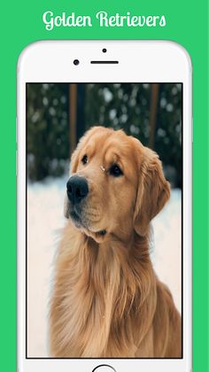 Golden Retrievers - Screenshot 2