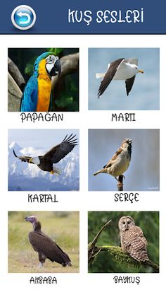 Eğitici Ve Öğretici Hayvan Ses - Screenshot 4