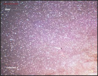 Star Catcher - Screenshot 1