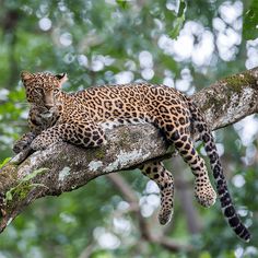 Wild Animals Puzzle Game - Screenshot 4