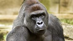 HarambeTag - Screenshot 3