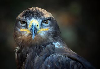 Animals jigsaw puzzles games - Screenshot 3