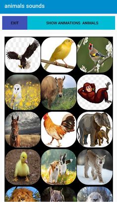 Animalssounds - Screenshot 3