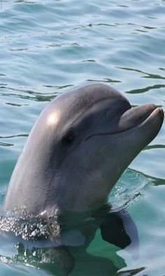 Animal Sounds for Kids Pro - Screenshot 3