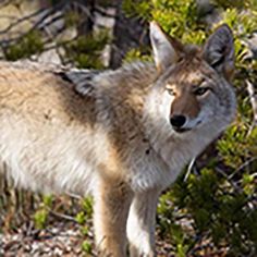 Wild Animals by C. D.(from Bil - Screenshot 1