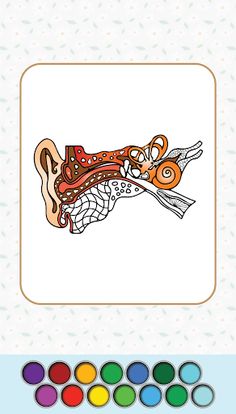 Anatomy Coloring Book - Screenshot 3