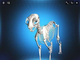Bone Viewer - Cat Skeleton - Screenshot 2