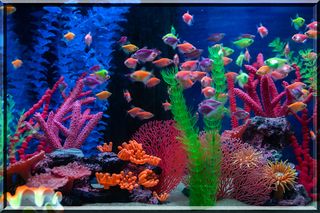 Fish Puzzles Sea Collection - Screenshot 1