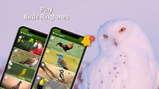 Animal Ringtones - Birds Sound - Screenshot 2