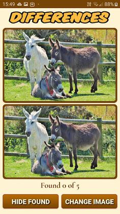 Flicka Donkeys - Screenshot 4