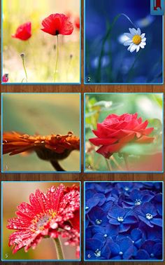 Flower Jigsaw Puzzles - Screenshot 3