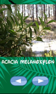 Trees, which one is hiding - Screenshot 2