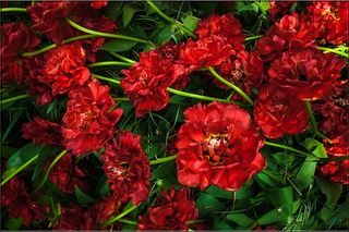 Flower Puzzles World - Screenshot 2