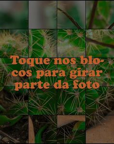 Quebra-Cabeça de Cactos - Screenshot 2