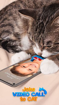 Joke Video Call to Cat - Screenshot 1
