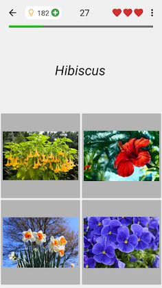 Flowers Quiz - Identify Plants - Screenshot 4