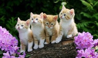 Puzzle Cute Cats - Tile Puzzle - Screenshot 1