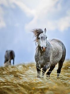 puzzle game horse - Screenshot 1