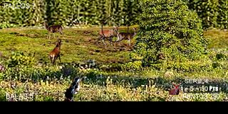 Caza en berrea - Screenshot 2