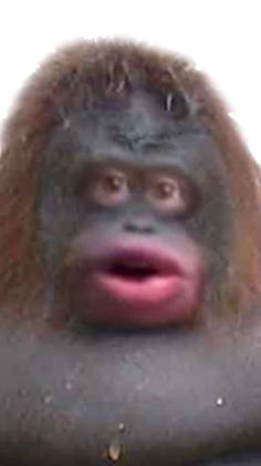 NFT Monke Screenshot - Screenshot 4