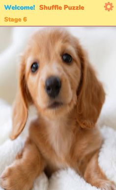 Shuffle Puzzle - Screenshot 3