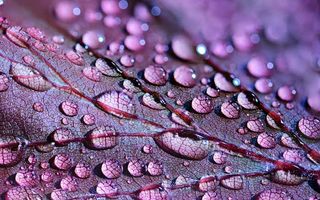 Incredible nature jigsaw puzzl - Screenshot 1