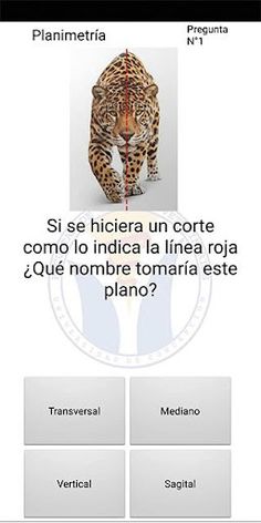 Anatomía veterinaria 1 - Screenshot 2