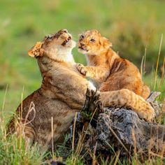 Animal Jigsaw Puzzle - Screenshot 1