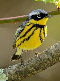 Bird Puzzle - Screenshot 3