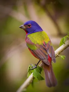 Bird Puzzle - Screenshot 1
