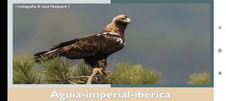 Águia-imperial-ibérica - Screenshot 1