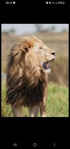 الحيوانات & صوت - Screenshot 4