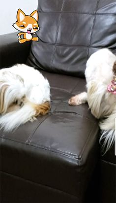 Gatinho no Sofá - Screenshot 1