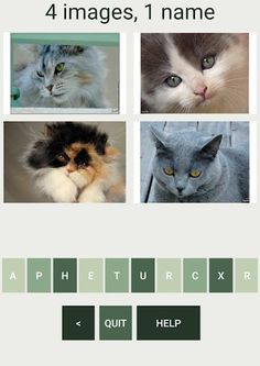 MyCatQuiz - Screenshot 2