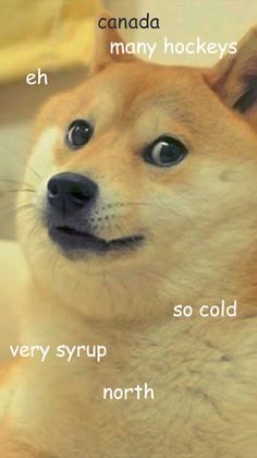 According To Doge - Screenshot 1