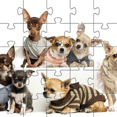 Chihuahuas Dog Puzzles Games - Screenshot 4