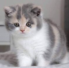 CatPreview - Screenshot 1