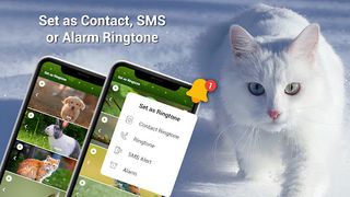Animal Ringtones - Birds Sound - Screenshot 1