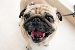 Pugs jigsaw puzzle dogs - Screenshot 3