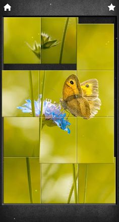 Beauty Flowers Jigsaw Puzzles - Screenshot 1