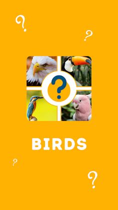 Quiz 2022 - Birds - Screenshot 1