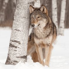 Wolf Jigsaw Puzzle Games - Screenshot 3