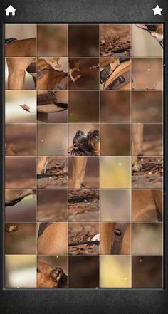 Cute Dogs Jigsaw Puzzles - Screenshot 4