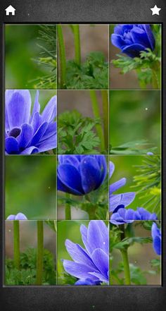 Beauty Flowers Jigsaw Puzzles - Screenshot 4