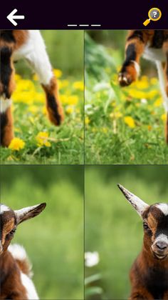 Funny Animal & Dinosaur (full) - Screenshot 1